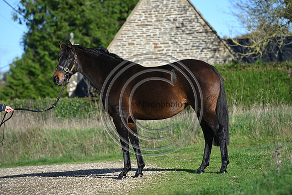 Mare_Selwood_PN12