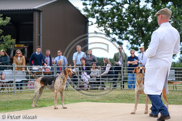 PrePuppyShow_BWCH_Hunt_PN22_27442