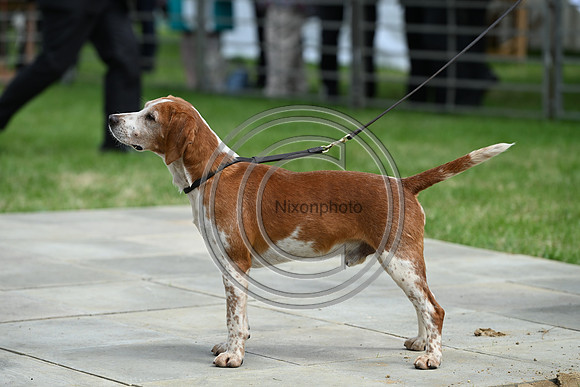 Festival of Hounds 2024