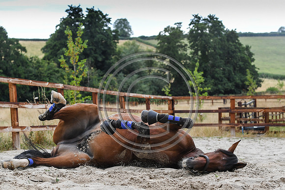 Collective Equestrian