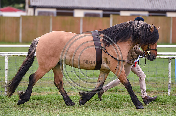 MandMInHand Champ_NorfolkShow_PN17_59188