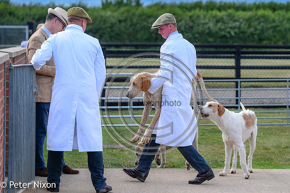 PrePuppyShow_BWCH_Hunt_PN22_27433