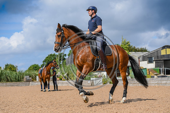 Collective Equestrian
