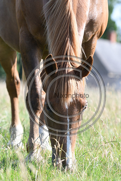 HorsesandFlyH_Nixonphoto_PN22_47964