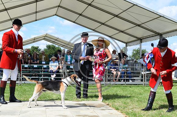 Festival of Hounds 2024