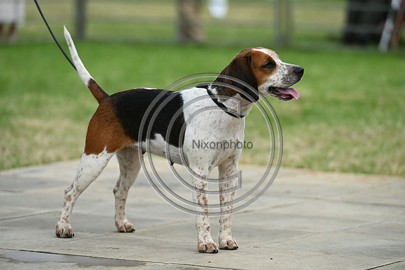 Festival of Hounds 2024