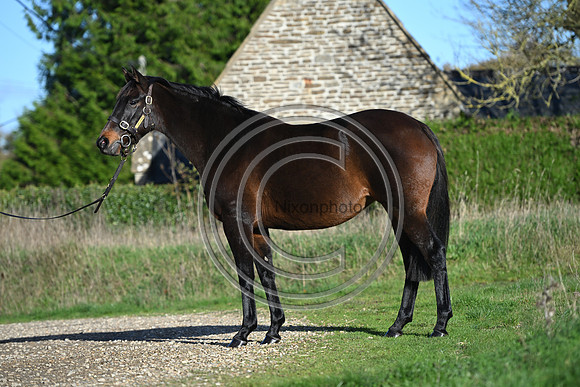 Mare_Selwood_PN19