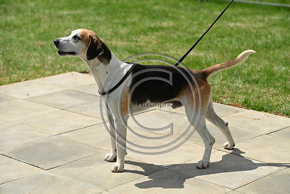 Festival of Hounds 2024