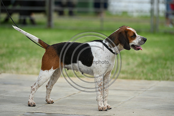Festival of Hounds 2024