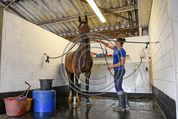 Collective Equestrian