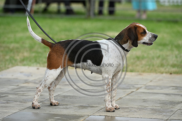 Festival of Hounds 2024