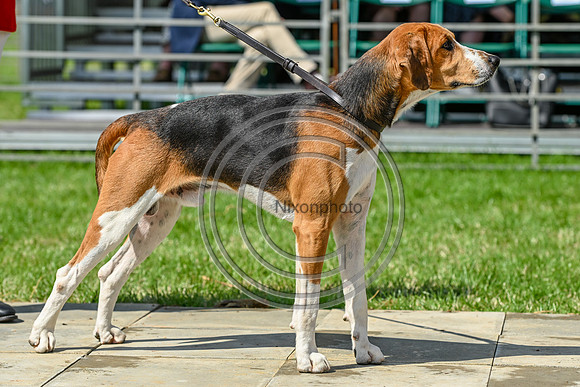Festival of Hounds 2024