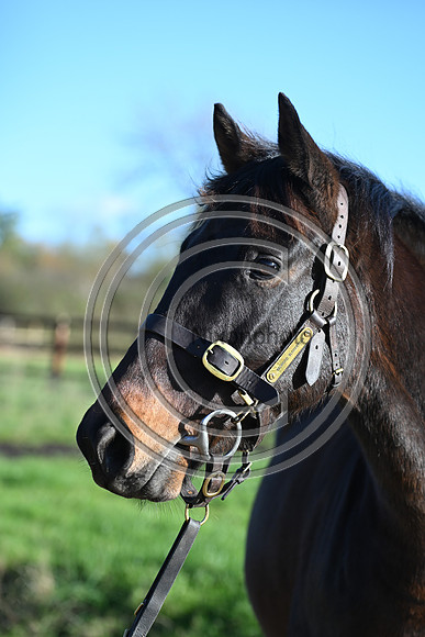 Mare_Selwood_PN20