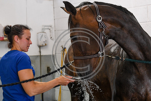 Collective Equestrian
