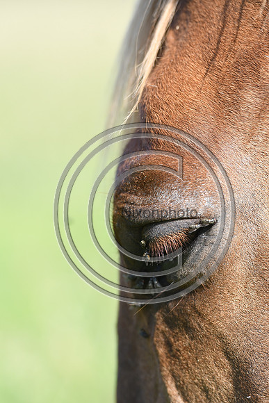 HorsesandFlyH_Nixonphoto_PN22_47995
