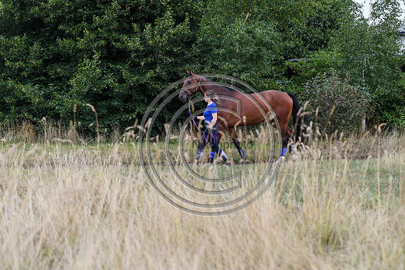 Collective Equestrian