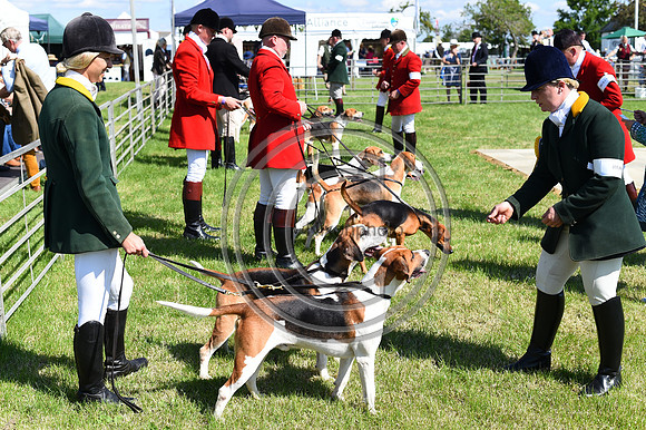Festival of Hounds 2024
