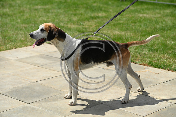 Festival of Hounds 2024