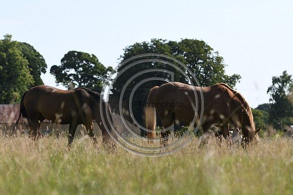 HorsesandFlyH_Nixonphoto_PN22_48002