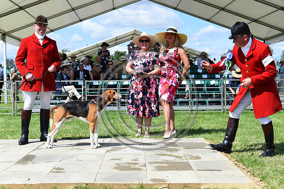 Festival of Hounds 2024