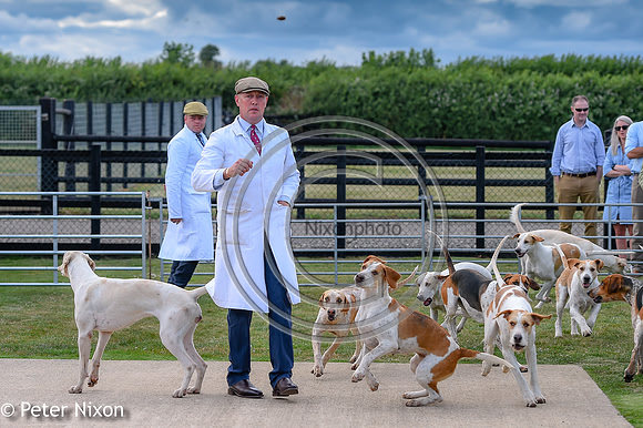 PrePuppyShow_BWCH_Hunt_PN22_27436
