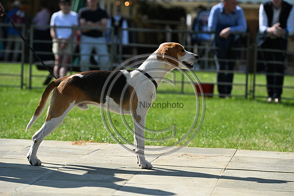 Festival of Hounds 2024