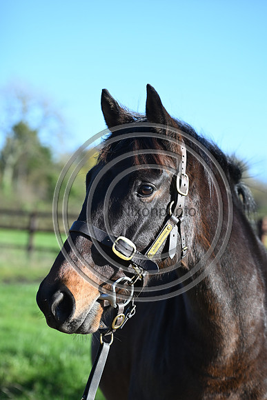 Mare_Selwood_PN21