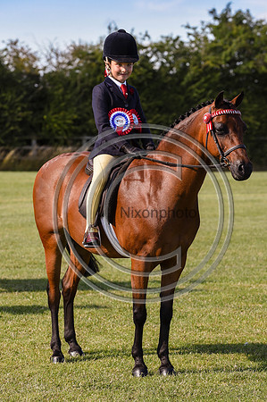 HorseNo1155_ShowRegSGS15pn_28674