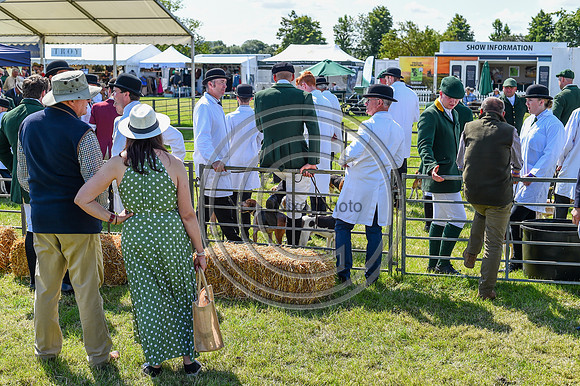 Festival of Hounds 2024