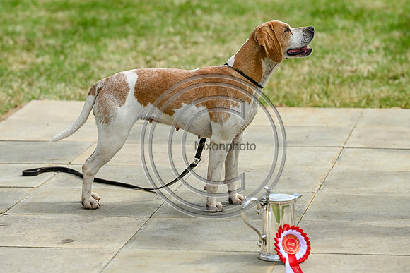 Festival of Hounds 2024