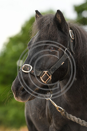 Collective Equestrian