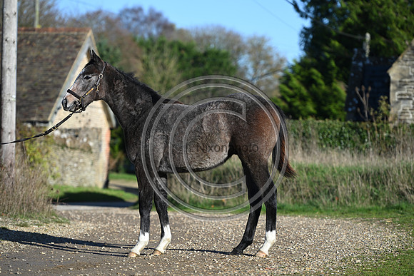 Foal_Selwood_PN28