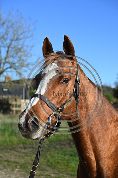 Mare_Selwood_PN40