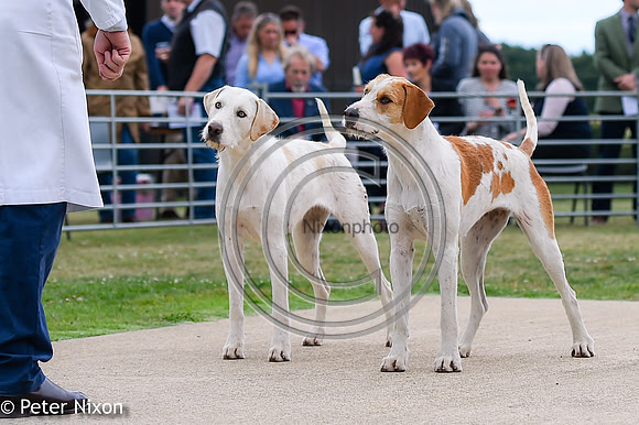 PrePuppyShow_BWCH_Hunt_PN22_27446