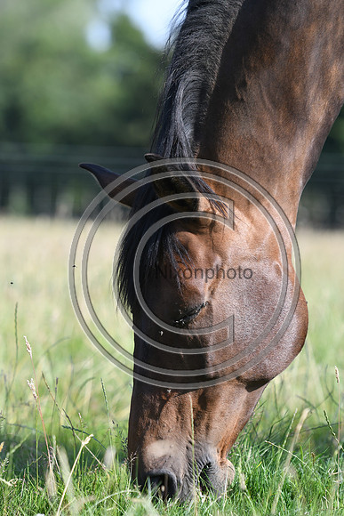 HorsesandFlyH_Nixonphoto_PN22_47959