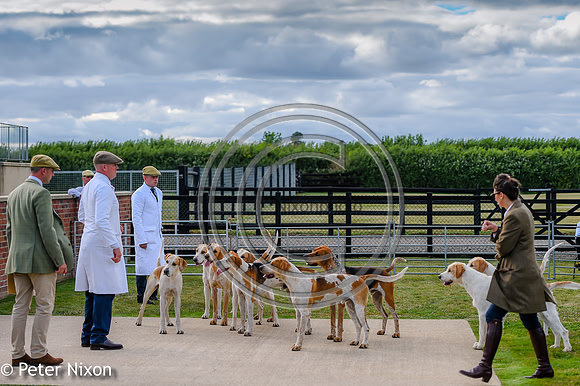 PrePuppyShow_BWCH_Hunt_PN22_27430