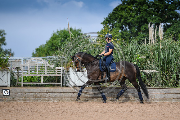 Collective Equestrian