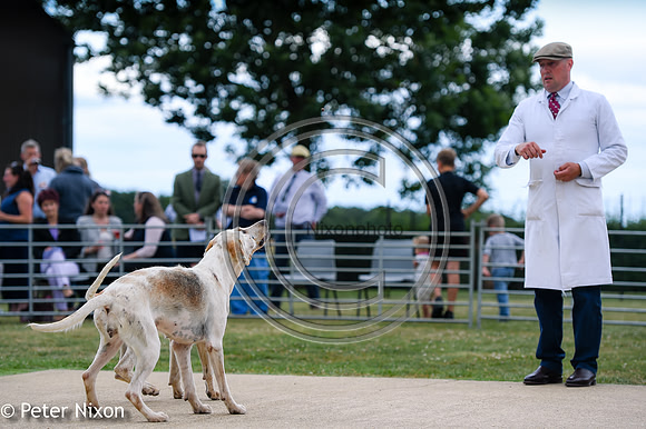 PrePuppyShow_BWCH_Hunt_PN22_27445