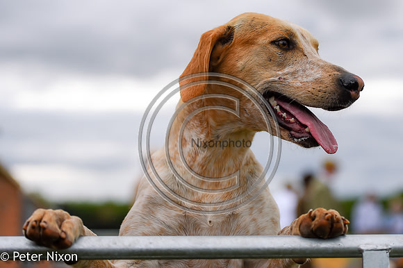 PrePuppyShow_BWCH_Hunt_PN22_27449