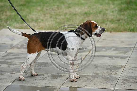 Festival of Hounds 2024