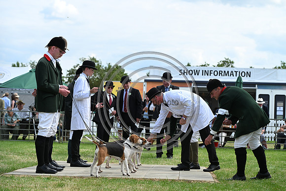Festival of Hounds 2024