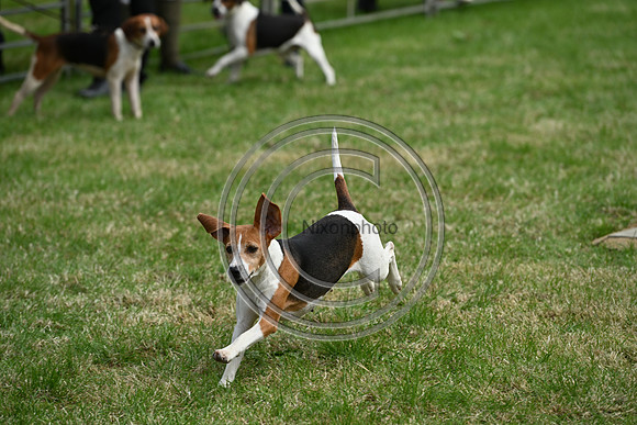Festival of Hounds 2024