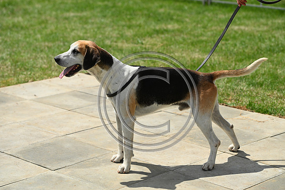 Festival of Hounds 2024