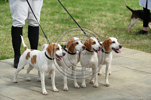 Festival of Hounds 2024
