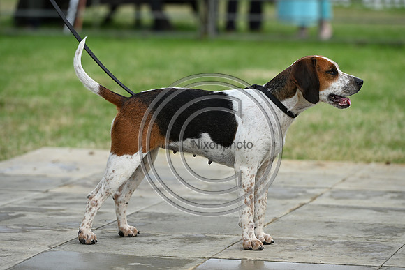 Festival of Hounds 2024