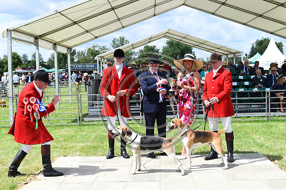 Festival of Hounds 2024