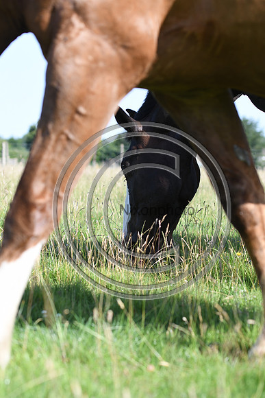 HorsesandFlyH_Nixonphoto_PN22_47998