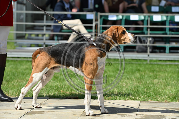 Festival of Hounds 2024