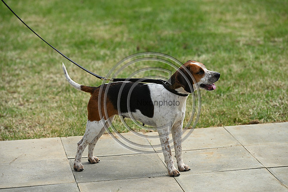 Festival of Hounds 2024