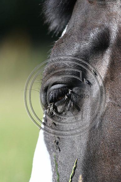 HorsesandFlyH_Nixonphoto_PN22_47984
